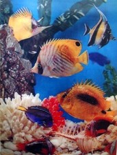 Aquarium Fish Vari-Vue 3-D Lenticular Picture 8 by 10 inch NEW Great 3-D!