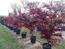 Acero rosso giapponese "Acer Palmatum Fireglow" pianta mastello ø40 h 120/140 cm