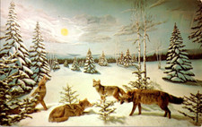 Coyotes in Winter Call of the Wild Museum Grotto Gaylord Michigan