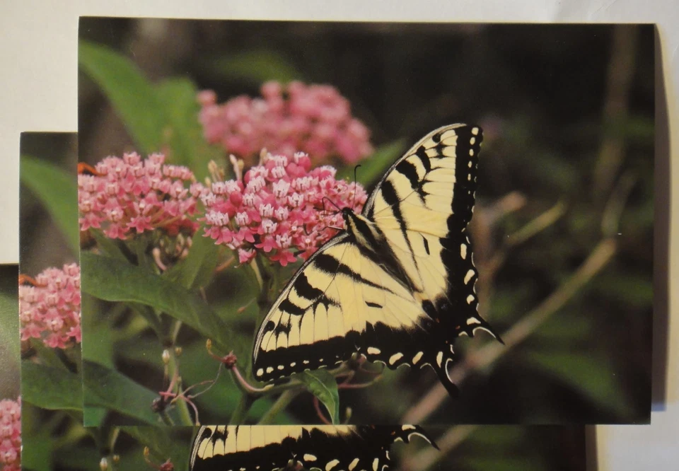 5 tarjetas de felicitación mariposa cola de golondrina amarilla foto tomada en CT EE. UU. (cantidad disco.) Foto 2 de 2