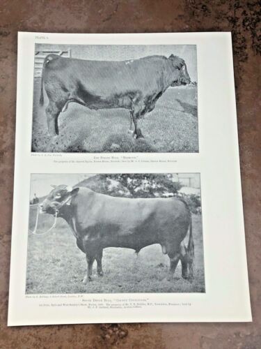 circa 1880s double sided print -  red polled bull - redmond & others  - Afbeelding 1 van 2