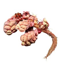 Red Root Floaters Phyllanthus Fluitans Buy3Get1Free Live Aquatic Plants