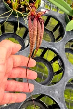 Bulbophyllum rothschildianum FCC x Bulb. romyi FCC really wild hybrid nice BS!