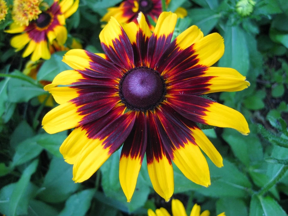 Gloriosa Daisy Seeds, NON-GMO, Rudbeckia hirta, Variety Sizes, FREE SHIPPING - Image 3 of 3
