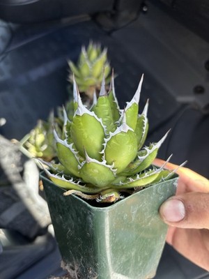 Agave Horrida Hard Grown