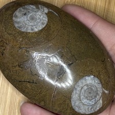 Polished Fossilized Stone Display Specimen with Two Visible Ammonites