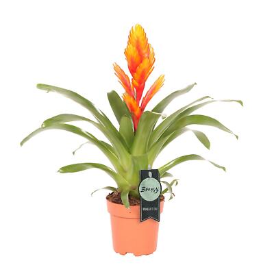 Vriesea Flaming Sword Bromeliad House Plant Office Terrariums Airplant Easy  Care | eBay.de