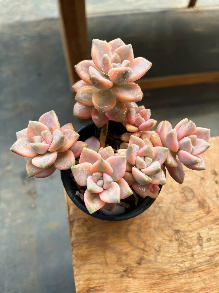 8CM MultiHeads Succulent Live Plant Pachyphytum Apricot Beauty