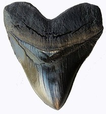 Prehistoric Planet Store 5.5 Inch Megalodon Carcharodon megalodon tooth, Black