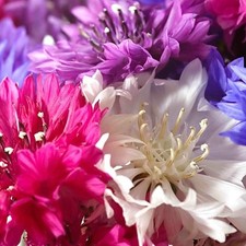 - Polka Dot Mix Dwarf Bachelor Button Seeds - 1000 Count - for 2026 Planting...