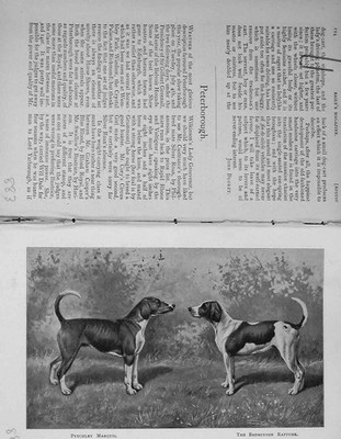 Original alter antiker Druck 1899 Champion Foxhounds Hunde Peterborough Jagd