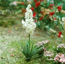 MP Scenery Products 75031 - N Scale - Yuccas 3/8" Height, 20/pk