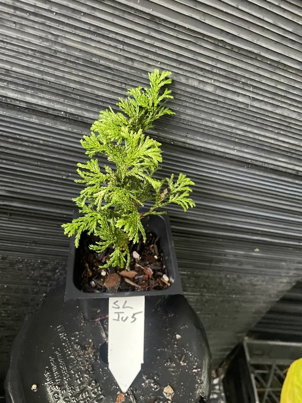 silver load chamaecyparis
