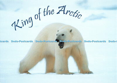 D089538 Norwegen. Eisbär. König der Arktis. Aune. Jorn Areklett Mehr