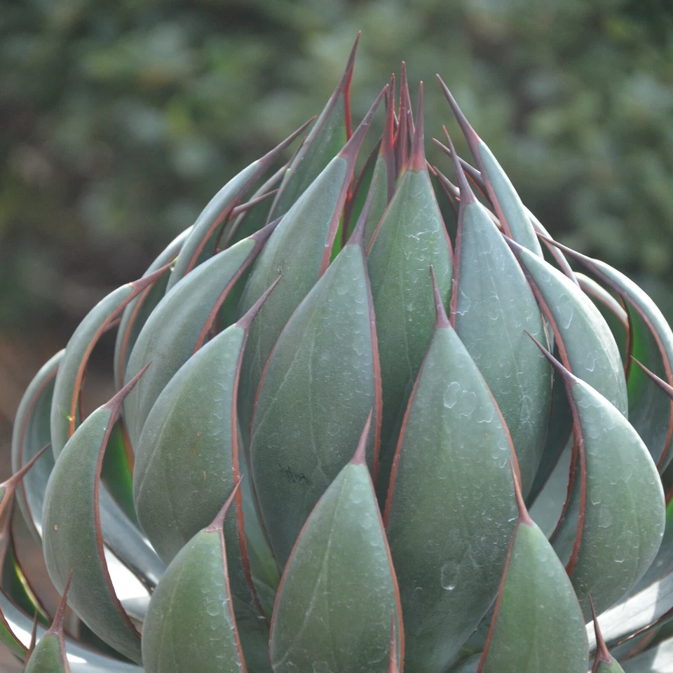 Praying Hands Mangave STARTER Plant Agave/Manfreda Hybrid Plug 1.5"-2.5" Wide - Image 2 of 4