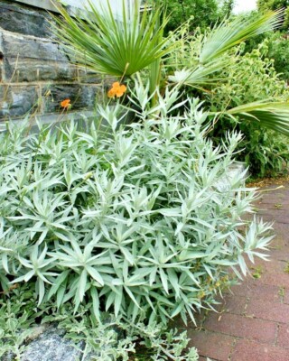 k*n様 SAGE セージ 4560 300+PRAIRIE SAGE Flower seeds White Sagebrush Perennial Native
