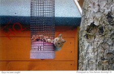 Picture Postcard, Rodent, At Feeder, Oops I'Ve Been Caught [Women's Institute]