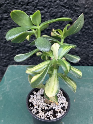 XL Crassula Ovata Mikaeri Bijin Return of Beauty Variegated Succulent Plant #7 - Picture 4 of 20