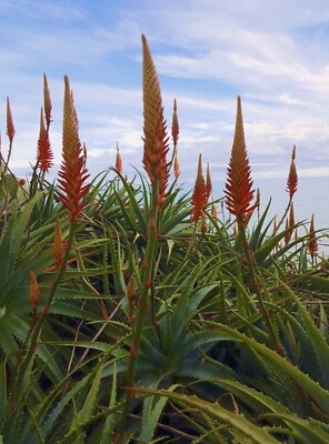 aloe vera paguera Aloe 'Viper' main image 0