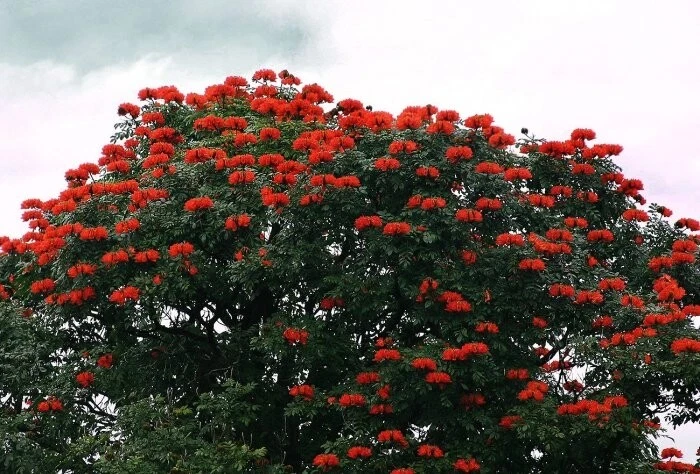 Spathodea Campanulata African Tulip Flowering Tree 1000 Seeds - Image 3 of 4