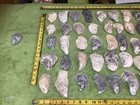 Lot of 50 Atlantic Oyster Shells 3.5 To 5 Inches   Long Polished In The Ocean — photo 3