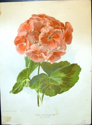 Original Old Antique Print Zonal Pelargonium Pink Colour Flowers