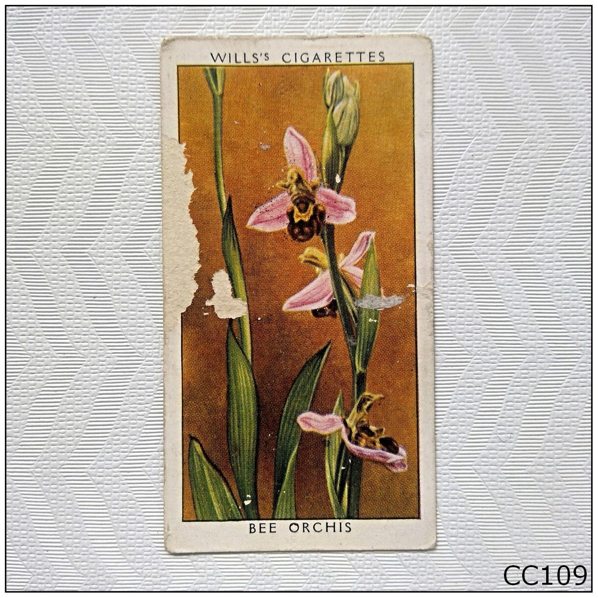 wills wild flowers cigarette cards Wills Wild Flowers 2nd Series #50 Bee Orchis Cigarette Card (CC109)