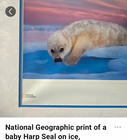 ART BY National Geographic Print Harp Seal Pup Photo by Brian Skerry NUMBERED 49 — photo 2