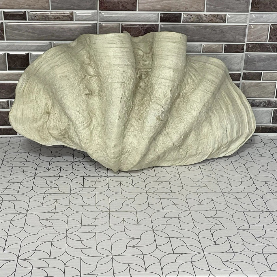 Giant Cast Clam Shell Tridacna Gigas Sea Shell 19.5”x10.5”x5” Weighs 4.4 Lbs EUC - Image 2 of 4