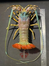 Lobster specimen Panulirus homarus, museum-quality taxidermy, 30cm/11.8"