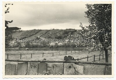 Beverungen Manufacture 1958 - Im Solling - Cow Pasture - Old Photo 1950s
