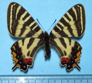 Luehdorfia japonica Female yellow edged form Nagano Japan