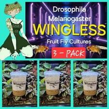 Fruit Fly Culture WINGLESS 3 Pack Lizard And Dart Frog Food Live