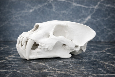Homotherium Scimitar Cat Skull 14'' Pleistocene Ice Age Predator New