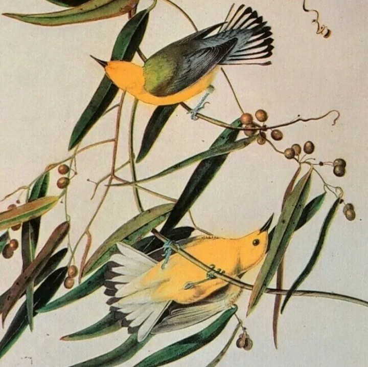 【リトグラフ】オーデュボン「アメリカの鳥類」NO.20 PL.96 単葉 初版 Vintage Art: John James Audubon: 20 Botanical Bird Prints