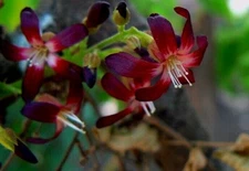 Averrhoa Bilimbi Cucumber Tree Sorrel Tropical Kamias Pickle CORNICHONS 10 seeds