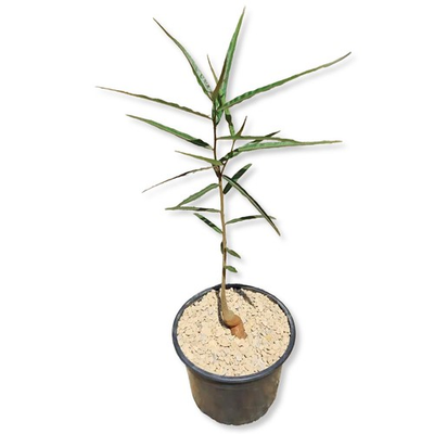 #ad #ad Queensland Bottle Tree 1 Live Plant in a 4 Inch Growers Pot $59.97