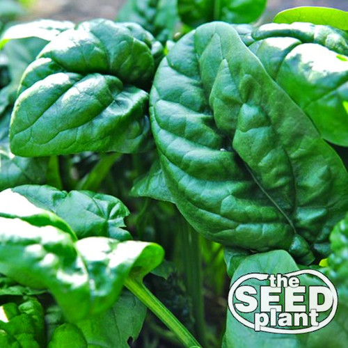 Early No. 7 Spinach Seeds - 50 SEEDS NON-GMO