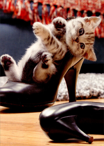 Kitten In High Heel Shoe Cat Friendship 