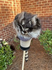 Raccoon Tail fur hat Hand Stitched Wool Blanket Lining 6-5/8 - 7-1/4 Sz