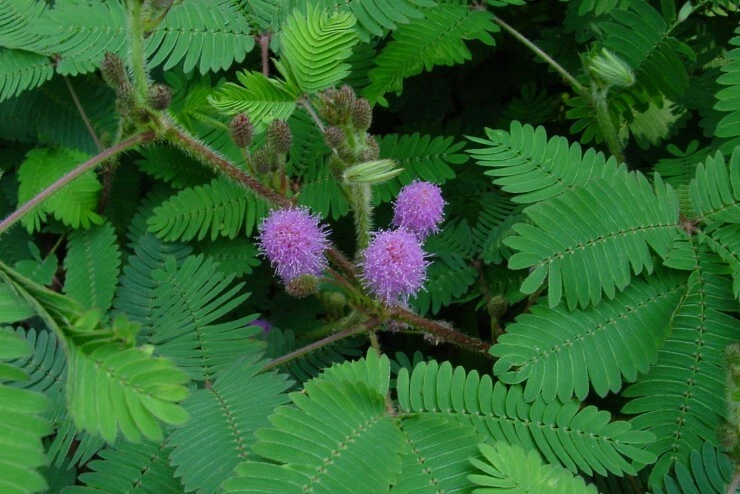 5 Mimosa pudica,Sensitive Plant,Touch Me Not, live starter Plant cutting/rooted - Image 3 of 3