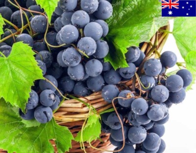 50 Black Muscat Hamburg Grape Seeds Tree Vine RARE Seed Fruit Heirloom Wine  Australia