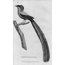 BIRDS Gorget Paradise Bird II - Antique Print 1809