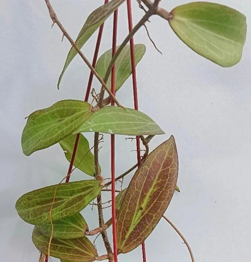 RARE HOYA " BHUTANICA"-PLANTS ROOTED SUCCULENT 18-64
Opens in a new window or tab