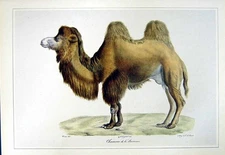 Original Old Vintage Print C1990 Mammals Bactrian Camel Chameau Camelus Colour