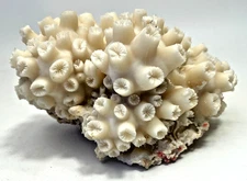 Large NATURAL White Ocean Fossilized CORAL Reef Specimens Mineral 2lbs