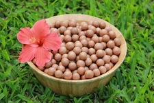 In Shell Macadamia Nuts Fresh from Hawaii, (4 pounds)