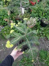 European Silver Fir/Abies alba. Potted evergreen conifer grown from seed.