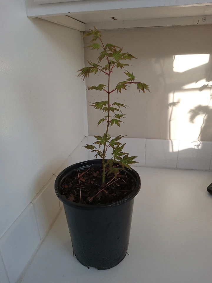 Green Leaf Japanese Maple Tree, 1 Gallon Pot - Image 2 of 3