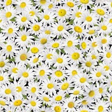 Floral Fabric - Fleur Packed Daisies - Timeless Treasures YARD
